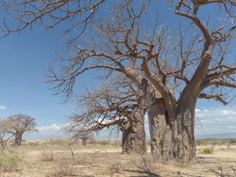 Baobab trees in rural area next to the town of Barazani, Lake Ey Baobab trees in rural area next to the town of Barazani, Lake Ey