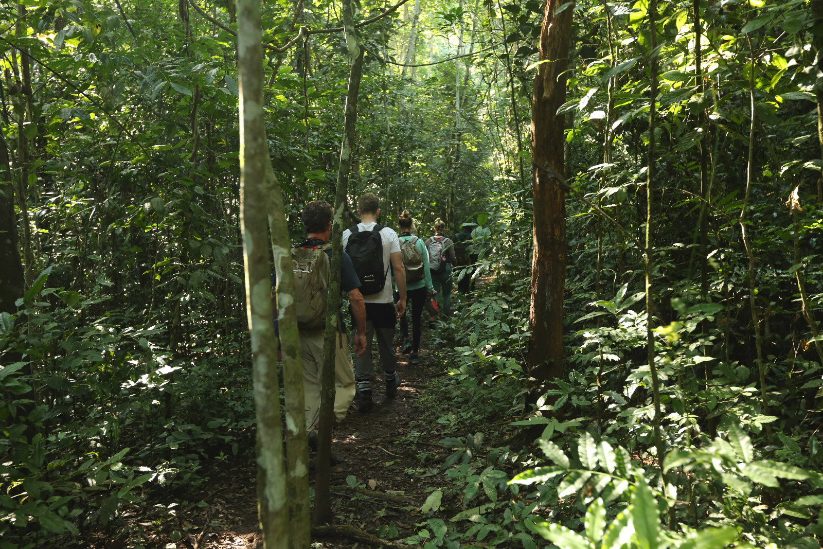 Buhoma Lodge - Gorilla-Trek im Bwindi Impenetrable Forest