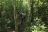 Buhoma Lodge - Gorilla-Trek im Bwindi Impenetrable Forest