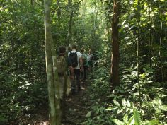 Buhoma Lodge - Gorilla-Trek im Bwindi Impenetrable Forest