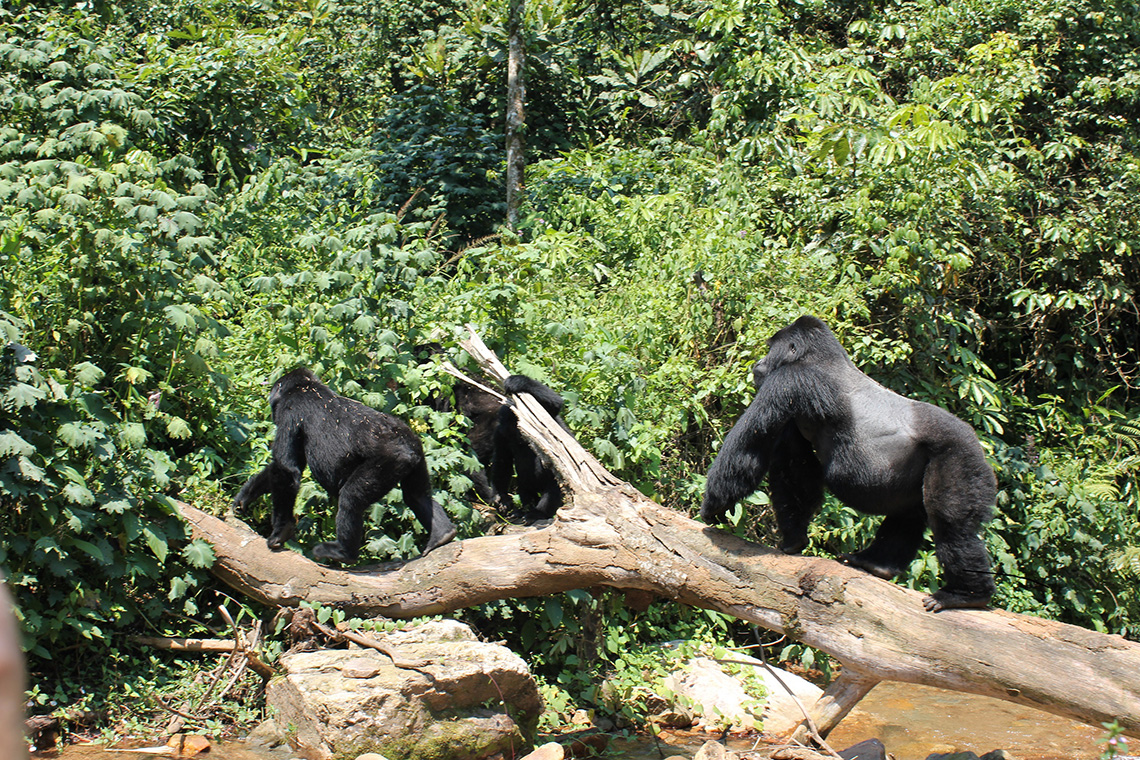 Clouds Mountain Gorilla Lodge - Gorilla Trek