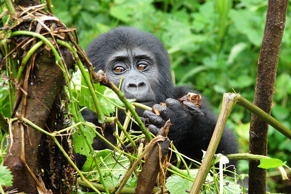 Clouds Mountain Gorilla Lodge - Gorilla Trek