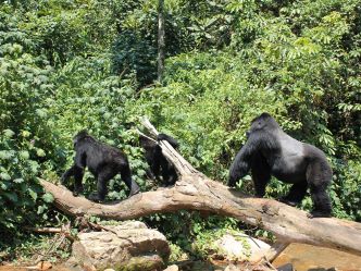Clouds Mountain Gorilla Lodge - Gorilla Trek Clouds Mountain Gorilla Lodge - Gorilla Trek