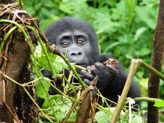 Clouds Mountain Gorilla Lodge - Gorilla Trek Clouds Mountain Gorilla Lodge - Gorilla Trek