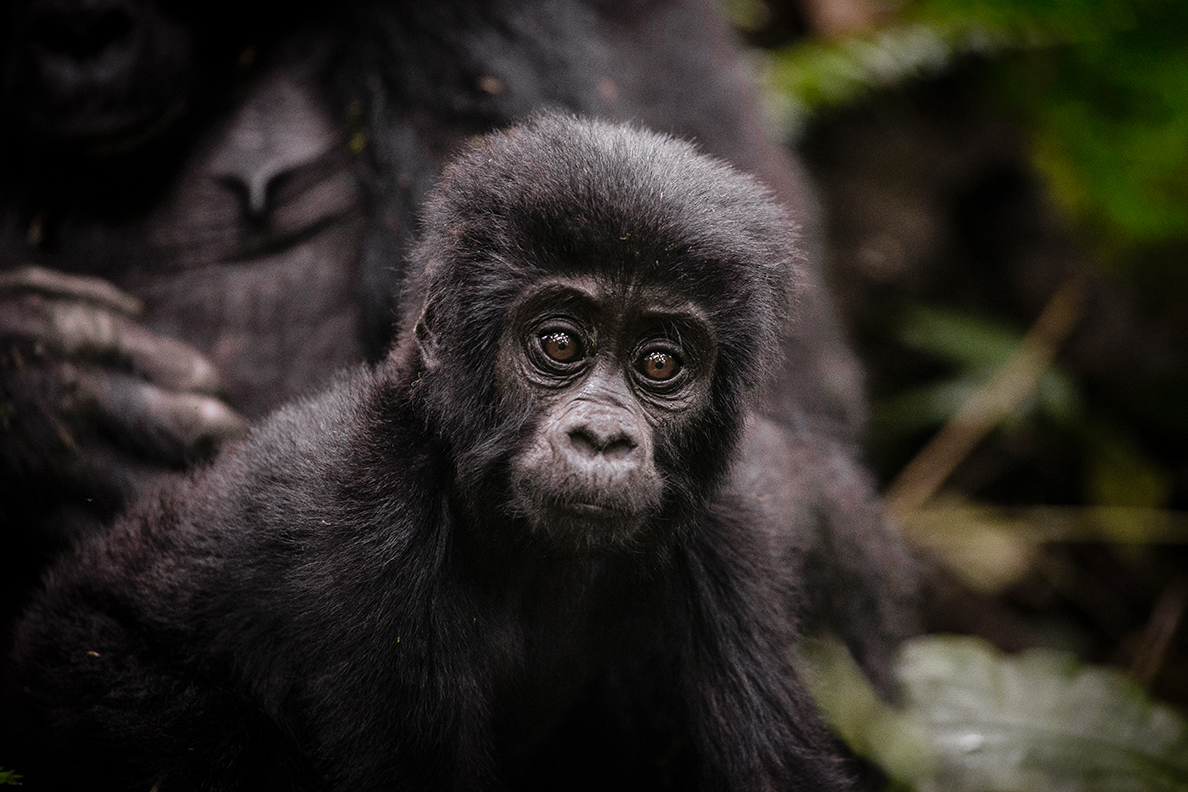 Sanctuary Gorilla Forest Camp - Gorilla 
