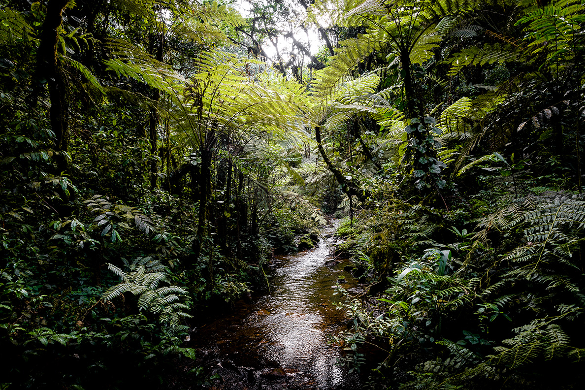 Sanctuary Gorilla Forest Camp - Walk
