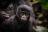 Sanctuary Gorilla Forest Camp - Gorilla 