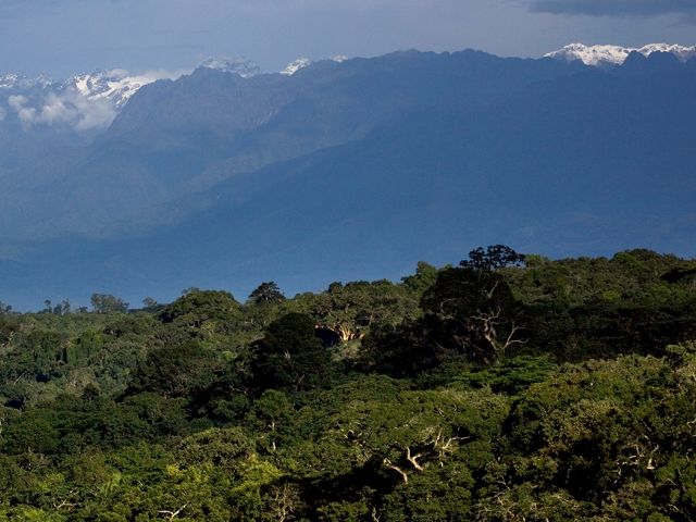 Turaco Treetops