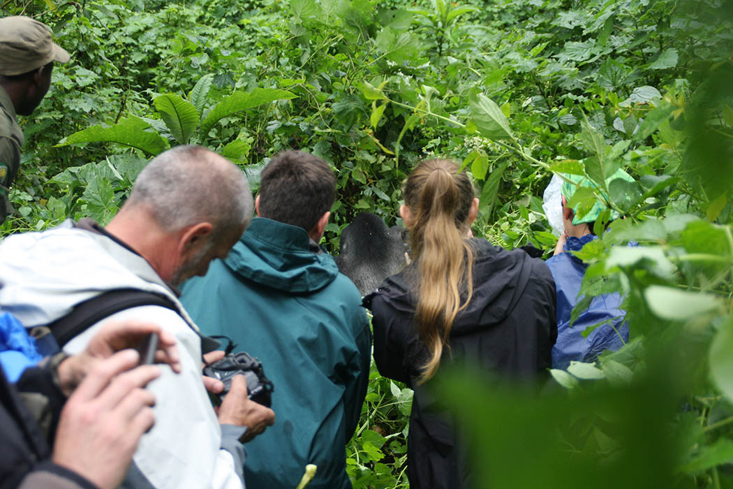 Bwindi Impenetrable Forest - Ankunft bei den Gorillas