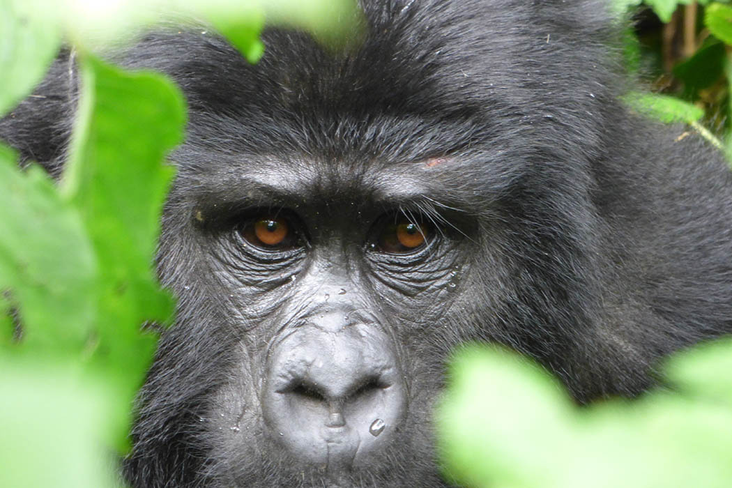 Bwindi Impenetrable Forest - Gorilla