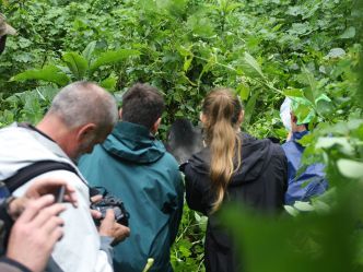 Bwindi Impenetrable Forest - Ankunft bei den Gorillas Bwindi Impenetrable Forest - Ankunft bei den Gorillas
