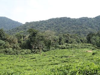 Bwindi Impenetrable Forest - Übergang zum Urwald Bwindi Impenetrable Forest - Übergang zum Urwald
