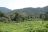 Bwindi Impenetrable Forest - Übergang zum Urwald