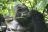Bwindi Impenetrable Forest - Gorilla