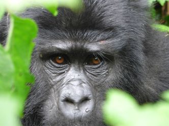 Bwindi Impenetrable Forest - Gorilla Bwindi Impenetrable Forest - Gorilla