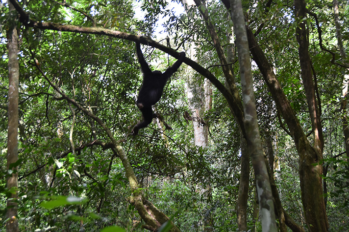 Kibale National Park - Schimpanse