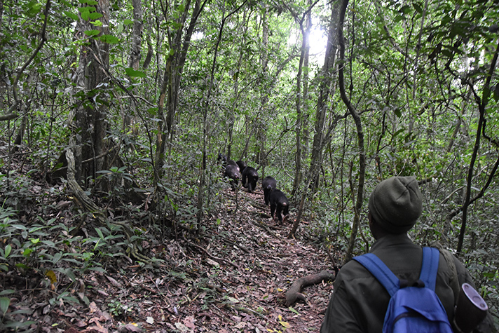 Kibale National Park - Schimpansen-Trek