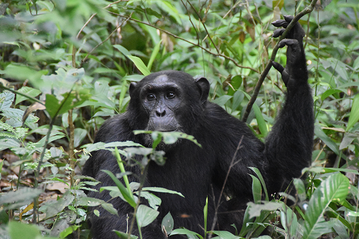 Kibale National Park - Schimpanse