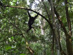 Kibale National Park - Schimpanse