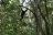 Kibale National Park - Schimpanse Kibale National Park - Schimpanse