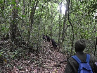 Kibale National Park - Schimpansen-Trek Kibale National Park - Schimpansen-Trek