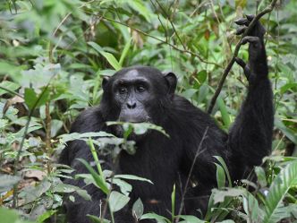 Kibale National Park - Schimpanse Kibale National Park - Schimpanse