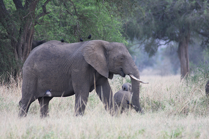 Kidepo Valley National Park - Elefant