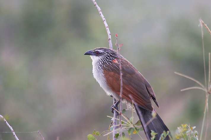 Kidepo Valley National Park - Weissbrauenkuckuck