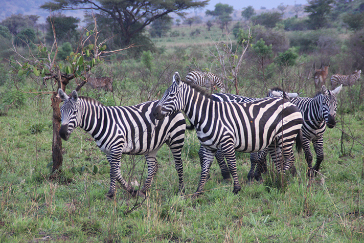 Kidepo Valley National Park - Zebras