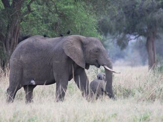 Kidepo Valley National Park - Elefant Kidepo Valley National Park - Elefant
