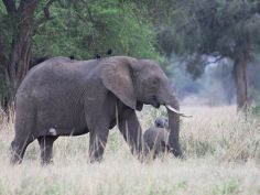 Kidepo Valley National Park - Elefant