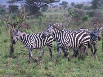 Kidepo Valley National Park - Zebras Kidepo Valley National Park - Zebras