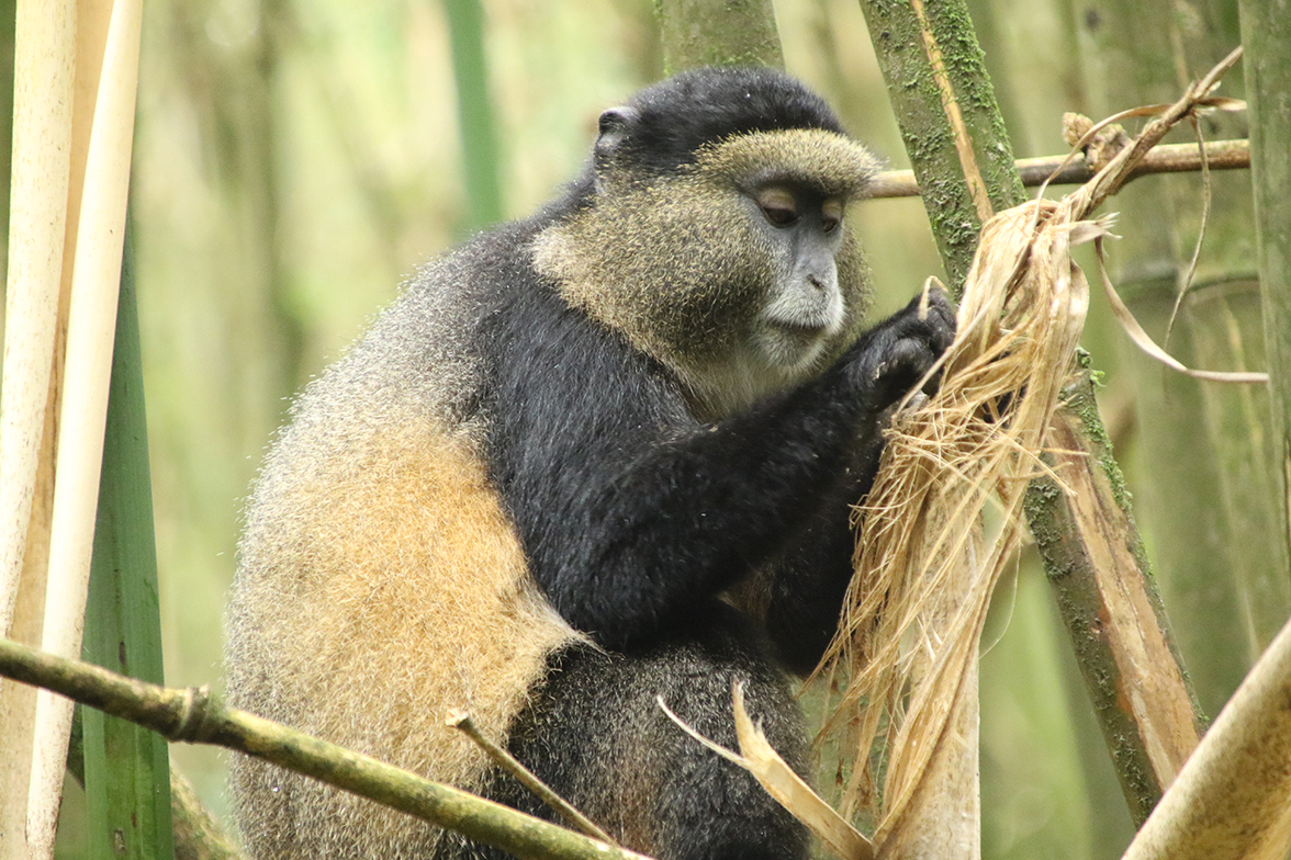 Mgahinga Gorilla National Park - Golden Monkey