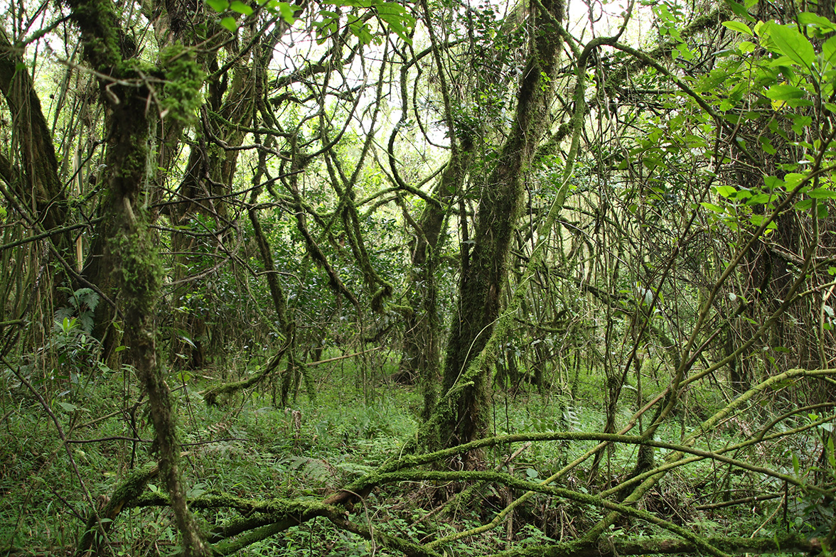 Mgahinga Gorilla National Park