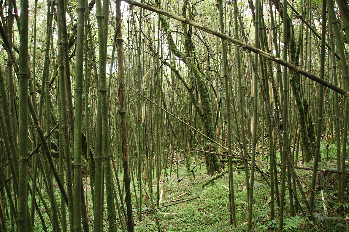 Mgahinga Gorilla National Park