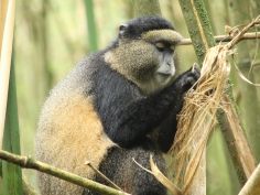 Mgahinga Gorilla National Park - Golden Monkey