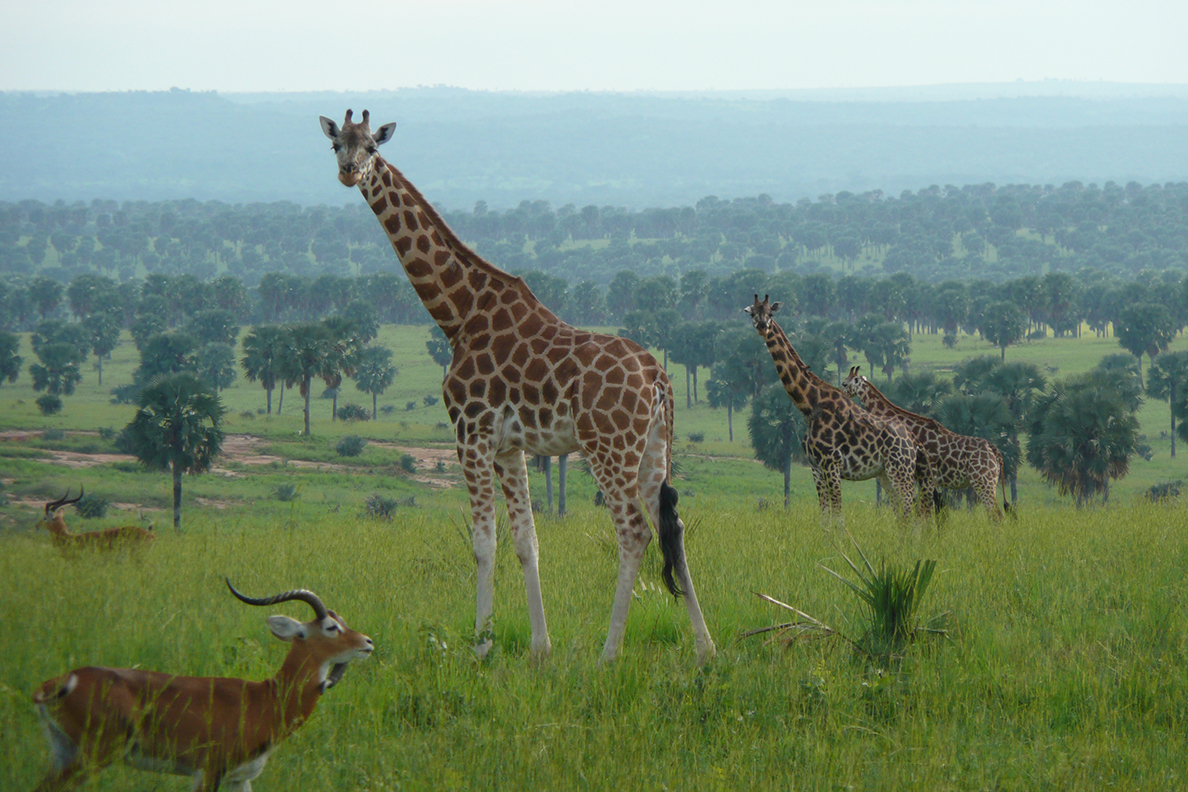 Murchison Falls National Park