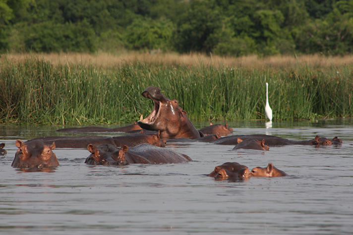 Murchison Falls National Park, Bootsfahrt mit Tierbeobachtung
