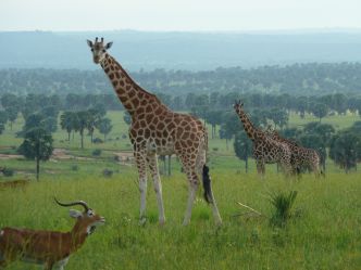 Murchison Falls National Park Murchison Falls National Park