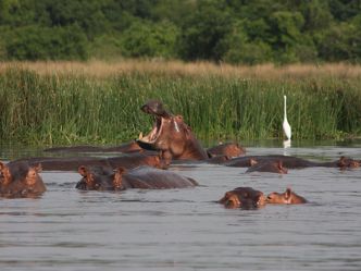 Murchison Falls National Park, Bootsfahrt mit Tierbeobachtung Murchison Falls National Park, Bootsfahrt mit Tierbeobachtung