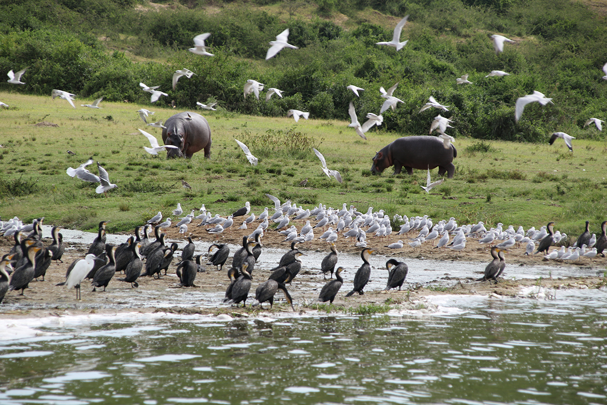 Queen Elizabeth National Park - Kazinga Kanal