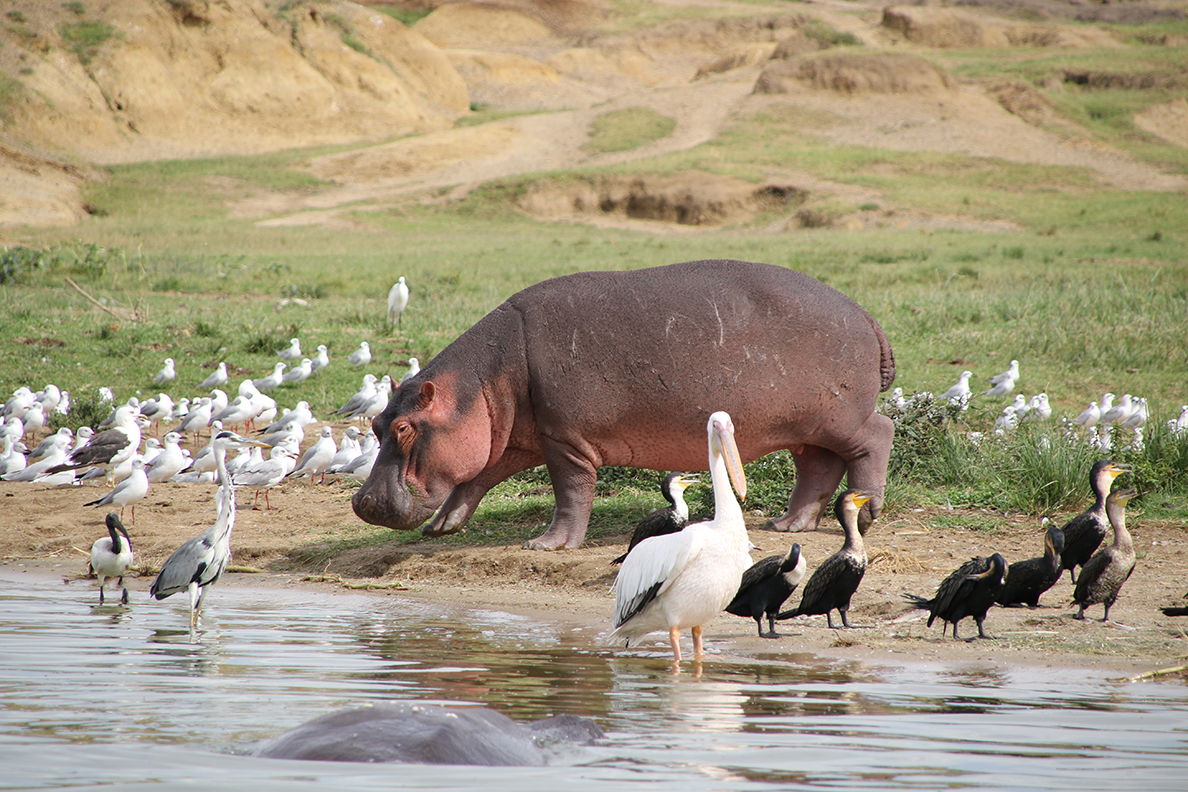 Queen Elizabeth National Park - Kazinga Kanal