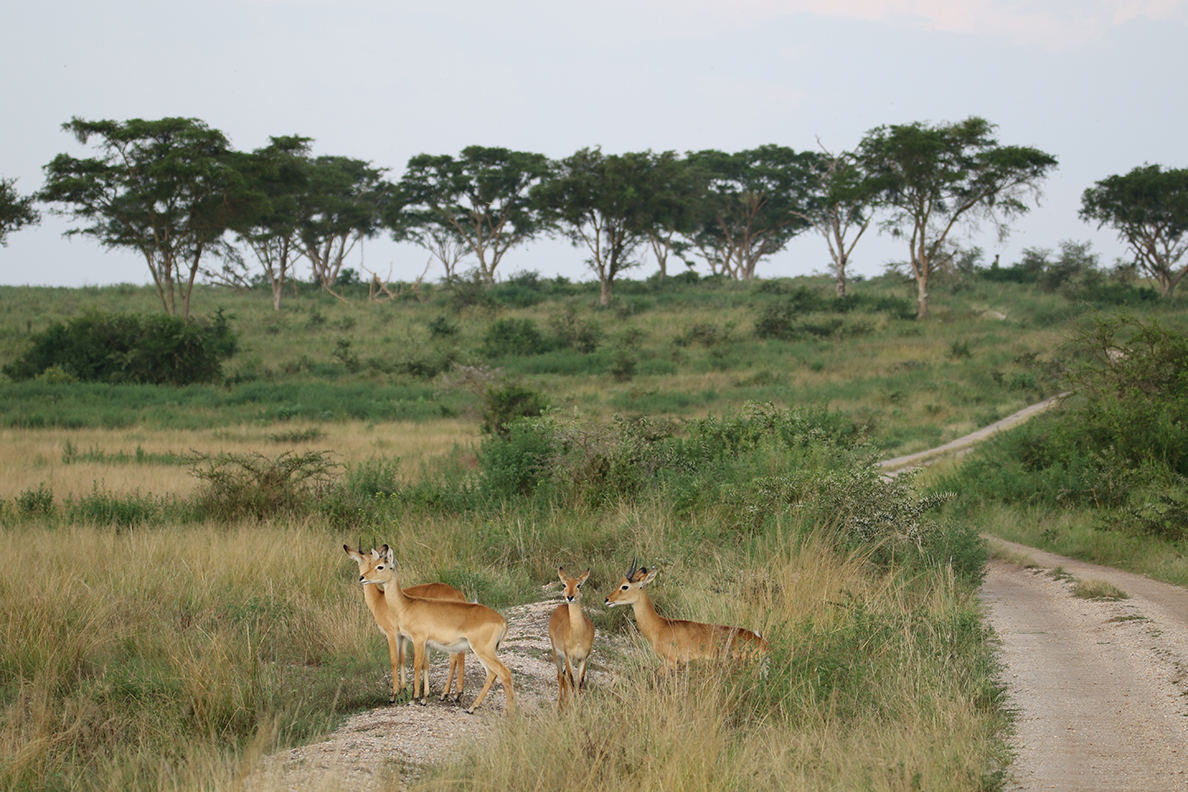 Queen Elizabeth National Park