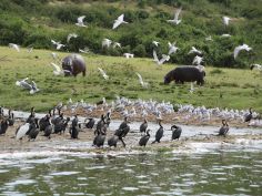 Queen Elizabeth National Park - Kazinga Kanal Queen Elizabeth National Park - Kazinga Kanal