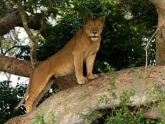 Queen Elizabeth National Park Queen Elizabeth National Park