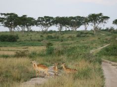 Queen Elizabeth National Park Queen Elizabeth National Park