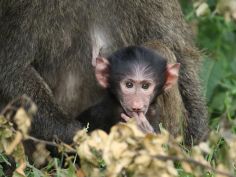Queen Elizabeth National Park - junger Pavian Queen Elizabeth National Park - junger Pavian
