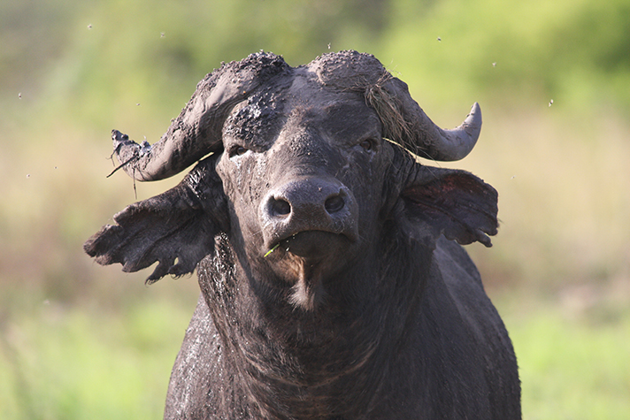 Semliki Wildlife Reserve, Büffel