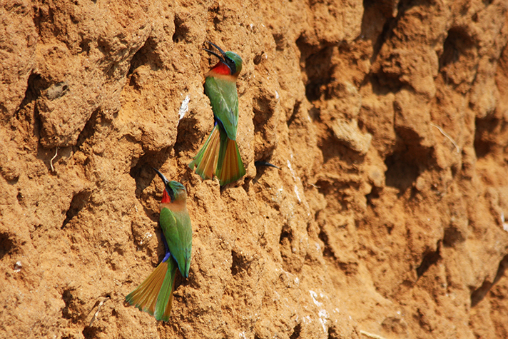 Semliki Wildlife Reserve, Rotkehlspint