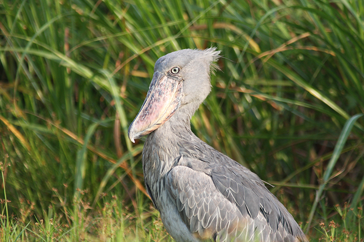 Semliki Wildlife Reserve, Schuhschnabel